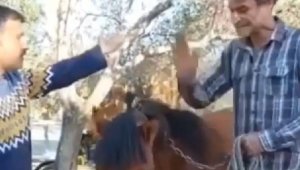 Çanakkale'de ata eziyet eden kişiye ceza kesildi