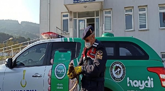 Jandarmanın bulduğu kanatları kırık kızıl şahine tedavi