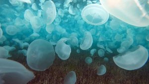 Çanakkale Boğazı'nda binlerce ay denizanası görüntülendi