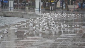 Çanakkale'de kısıtlamada kordon boyu, martılara kaldı