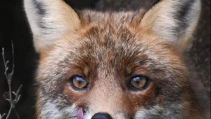 Gelibolu Yarımadası'nda görüntülenen tilki, sosyal medyada ilgi görüyor