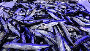 Hamsi Balık Avcılığı kısmi olarak durduruldu