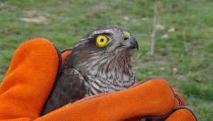 Çanakkale'de tedavi edilen 2 atmaca doğaya salındı