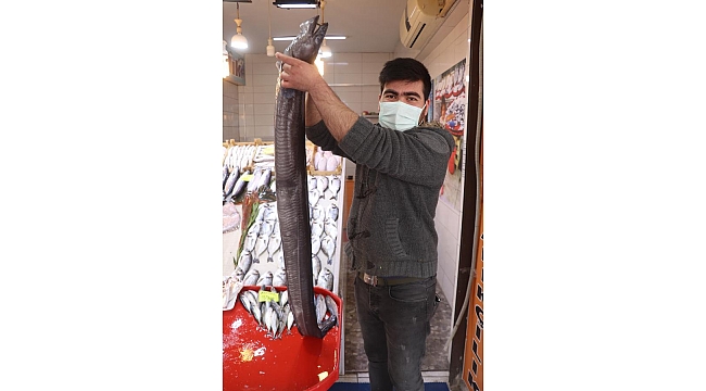 Çanakkale'de 1,5 metrelik mıgri yakalandı