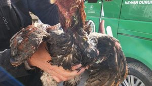 Çanakkale'de horoz dövüşüne 54 gözaltı