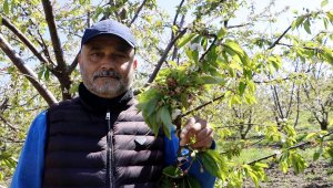 Çay bardağına sığmayan Lapseki kirazı gün sayıyor