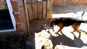 Bayramaiç'te Kurt köpeği, eve girmeye çalışan 2 metrelik yılanı parçaladı