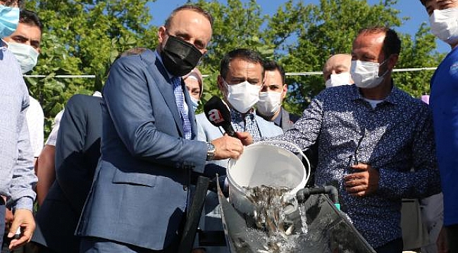 Çanakkale Boğazı'na 22 bin balık yavrusu bırakıldı
