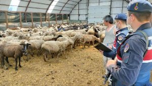 Çoban, çalıştığı çiftlikten 13 koyun çaldı