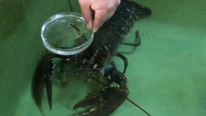 Balıkhaneden aldıkları ıstakozdan 150 yavru elde ettiler