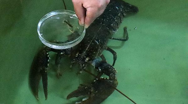 Balıkhaneden aldıkları ıstakozdan 150 yavru elde ettiler
