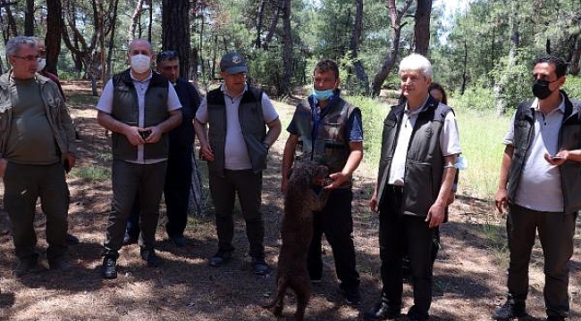 Eğitimli köpekle arazide trüf mantarı aradılar