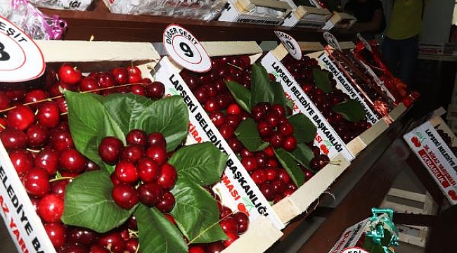 Lapseki'nin bardağa sığmayan şampiyon kirazı