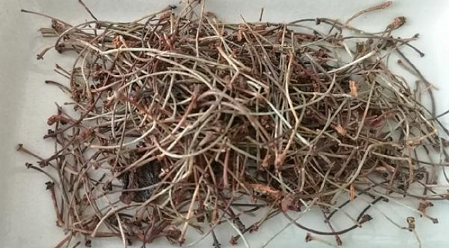 Ödeme karşı kiraz sapı çayı uyarısı; karaciğer yetmezliğine götürebilir