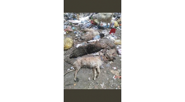 Zehirlenen 30'a yakın sokak hayvanı telef oldu; hayvanseverler tepki gösterdi