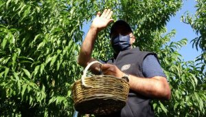 AK Partili Turan, 'Bayramiç Beyazı'nın hasadını yaptı