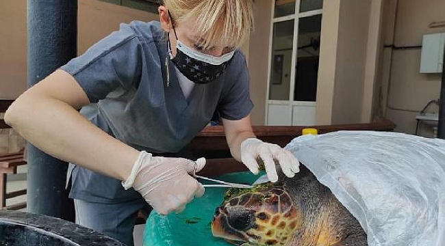 Çanakkale'de yaralı caretta caretta tedaviye alındı