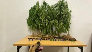 Çanakkale'de jandarma operasyonu; kenevirleri 'Roket' buldu