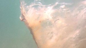 Geçen yıl balıklarla yüzdüğü bölgede müsilajın neden olduğu tahribatı görüntüledi