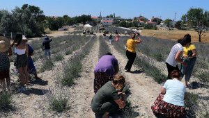 Tarihi Gelibolu Yarımadası'ndaki lavantaların hasadı yapıldı