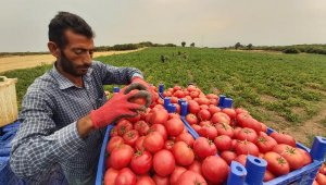 Çanakkale domatesinde hasat başladı