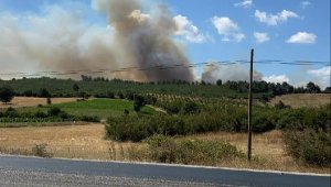 Çanakkale'de orman yangını