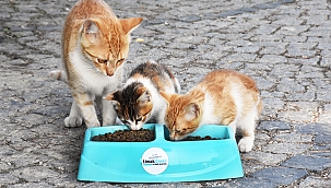 YAZ SICAKLARINDA SOKAK HAYVANLARINA DESTEK