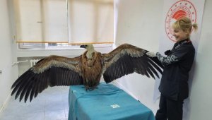 Göç yolundaki kızıl akbaba, Çanakkale'de denize indi