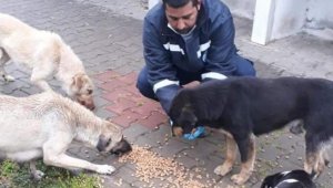 Biga Belediyesi sokak hayvanlarını unutmadı