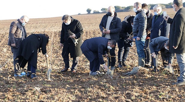 Troya Ören Yeri'ne gelen yerli ve yabancı turistleri lavanta tarlaları karşılayacak