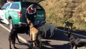 Çanakkale'de jandarma ekipleri sokak hayvanlarını besledi