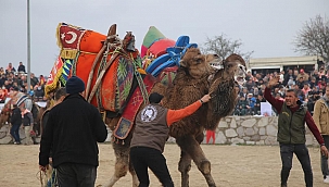 Ayvacık'ta Geleneksel Deve Güreşleri Festivali yapıldı