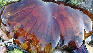 Çanakkale Boğazı'nda zehirli denizanaları görüldü