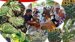 Çanakkaleli Ayçiçek Üreticilerinin Dikkatine