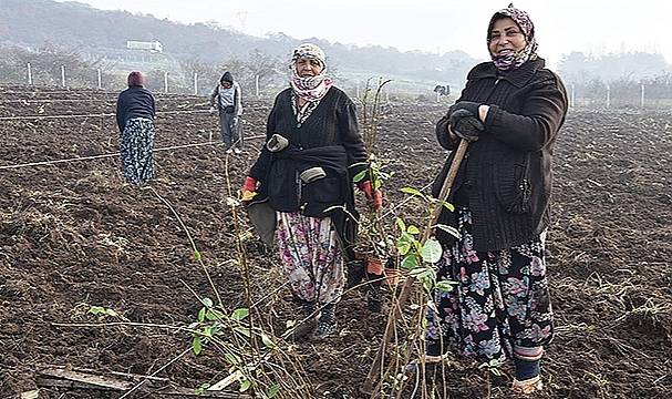 ÜRETİCİNİN EMEĞİ TOPRAKTA YEŞERİYOR