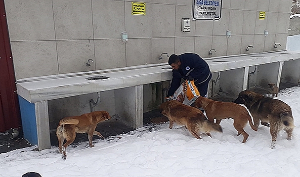 BİGA BELEDİYESİ'NDEN KARLI HAVADA SOKAK HAYVANLARINA MAMA