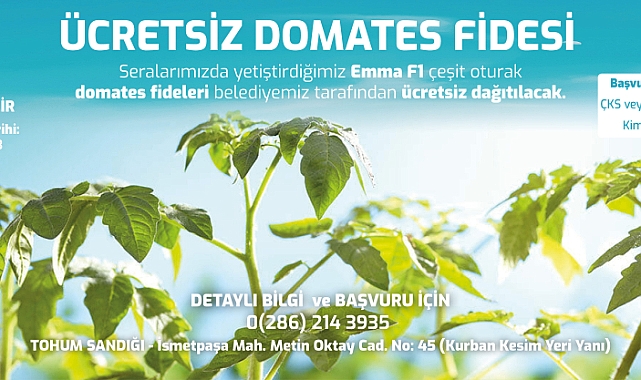 Çiftçiler İçin "Ücretsiz Domates Fidesi" Dağıtımları Başlıyor