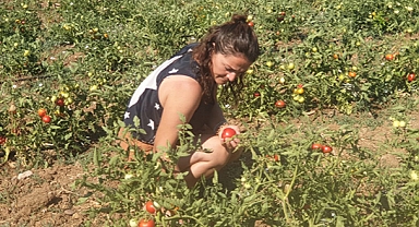  130 BİN DOMATES FİDESİ ÜRETİCİYLE BULUŞTU