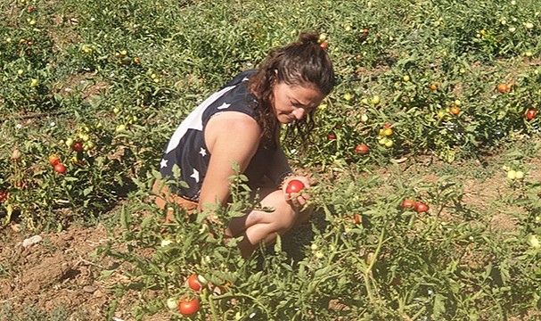 130 BİN DOMATES FİDESİ ÜRETİCİYLE BULUŞTU