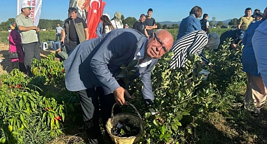 BAŞKAN ABDULLAH DENİZ, ARONYA MEYVESİ İLK HASAT ŞENLİĞİNE KATILDI.