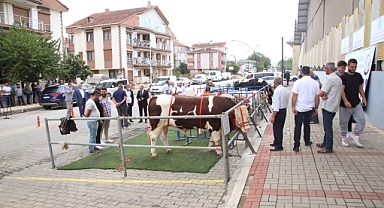 En güzel sığırlar meydanda