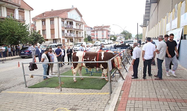 En güzel sığırlar meydanda