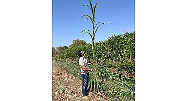  SORGUM TARLA GÜNÜ ETKİNLİĞİ YAPILACAK