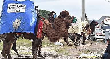 BÜYÜK TRUVA DEVE GÜREŞLERİ FESTİVALİ'NE BÜYÜK İLGİ