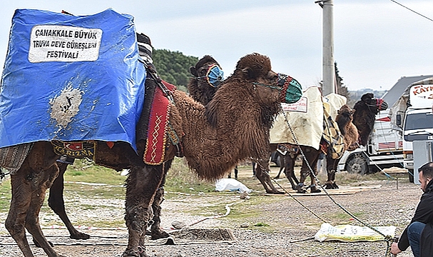 BÜYÜK TRUVA DEVE GÜREŞLERİ FESTİVALİ'NE BÜYÜK İLGİ