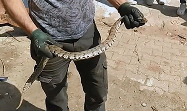 Bayramiç'te Yılan bakın nerede yakalandı?
