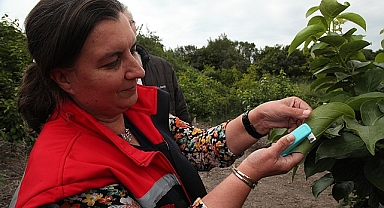 Kahverengi kokarca zararlısına karşı parazitoit salımı yapıldı