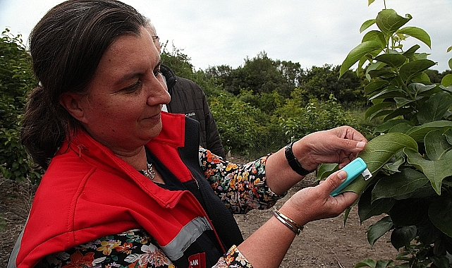 Kahverengi kokarca zararlısına karşı parazitoit salımı yapıldı