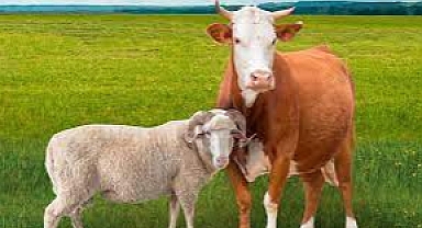 Kurbanlıklar cep yakacak