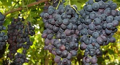 (Spil Karası, Efem) Sofralık Kara Üzüm Projesi